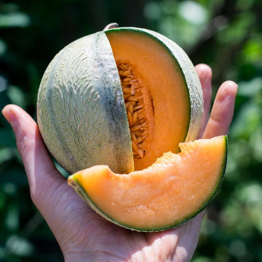 Melone Charentais