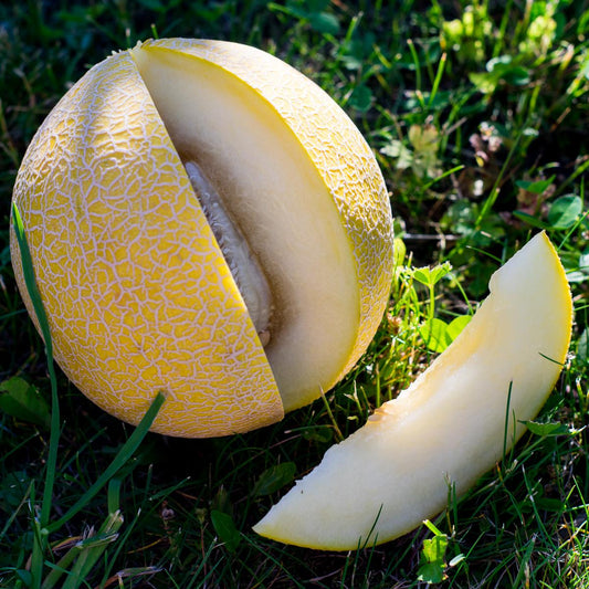 Melone Galia