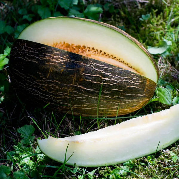 Melon Piel de Sapo