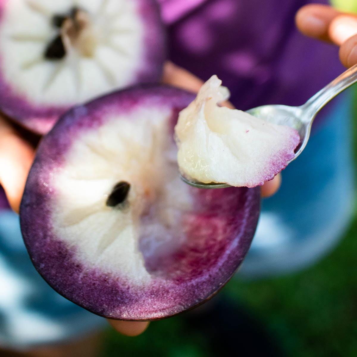 Milk Fruit (Star Apple) Purple