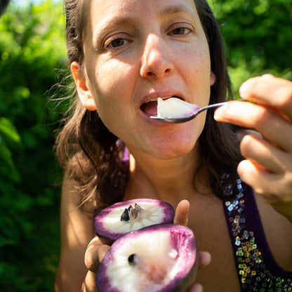 Milk Fruit (Star Apple) Purple