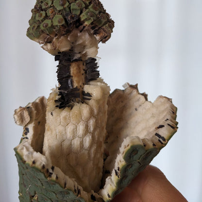 Monstera deliciosa (Philodendren)