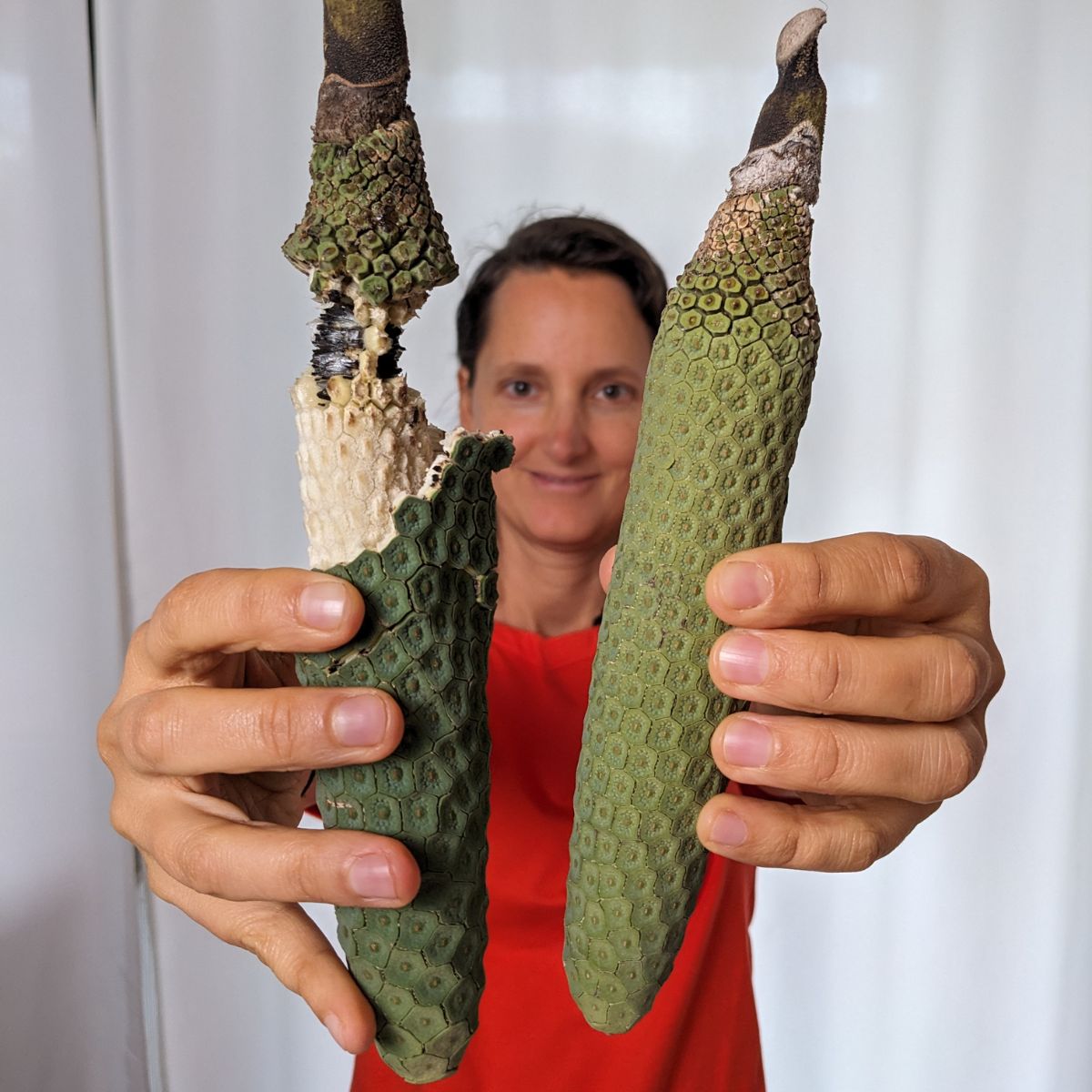 Monstera deliciosa (Philodendren)