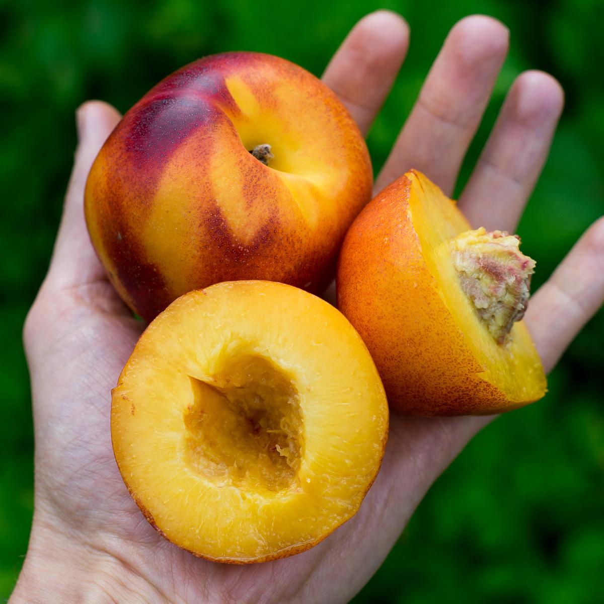 Nectarine Big Top