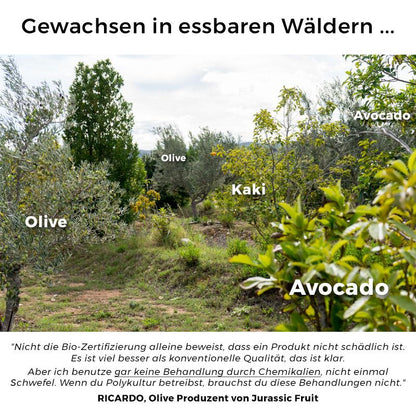 Oliven Terrano frisch