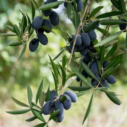 Oliven Terrano frisch