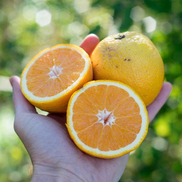 Orange Valencialate