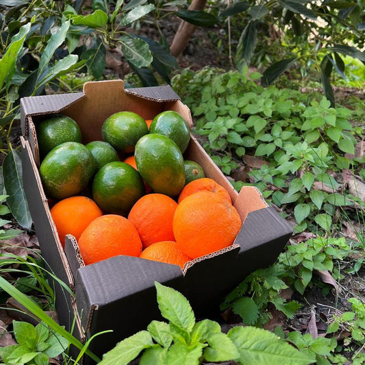 Orange Avocado Box