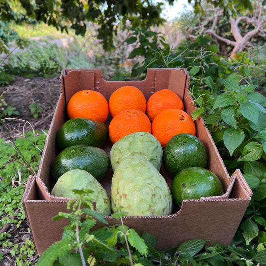Orange Avocado Chirimoya Box