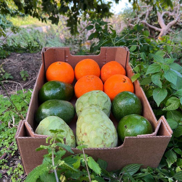 Box Orange Avocat Chirimoya