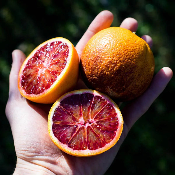 Orange Blood
