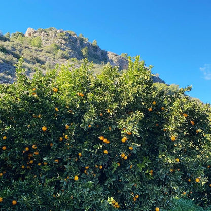 Orange Navelina