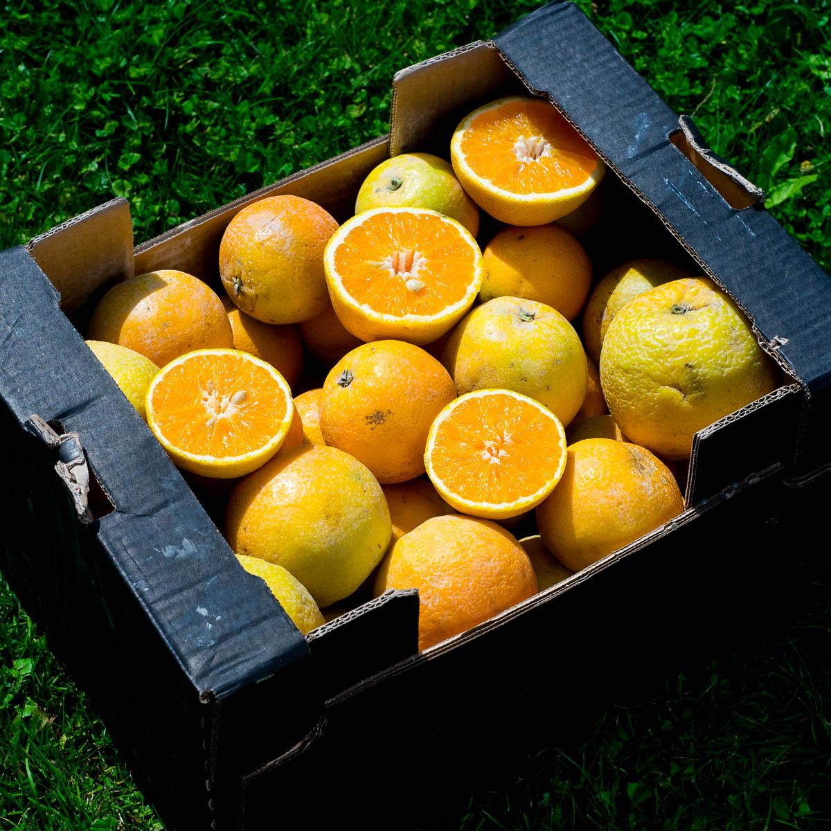 Orange Navelina