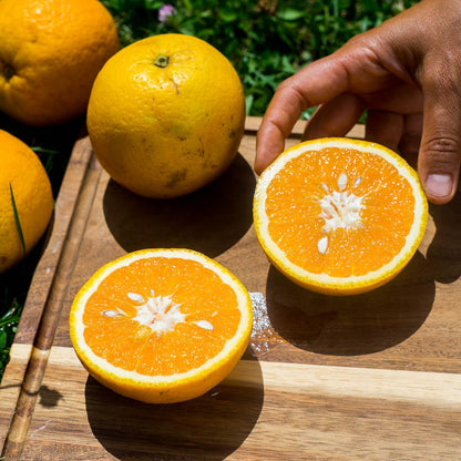 Orange Navelina