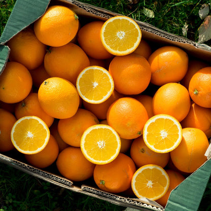 Orange Navelina