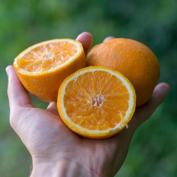 Orange Sweet