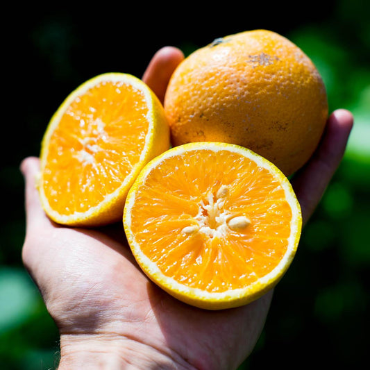 Orange Valencialate