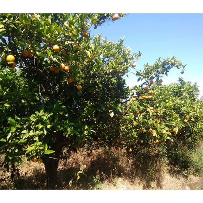 Orange Valencialate