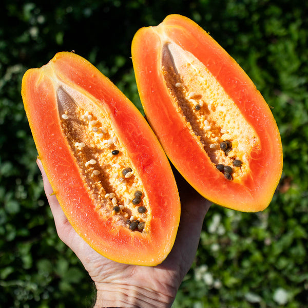 Papaya Red Lady
