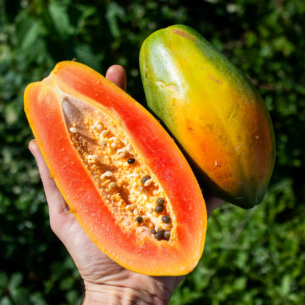 Papaya Red Lady