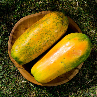 Papaya Formosa