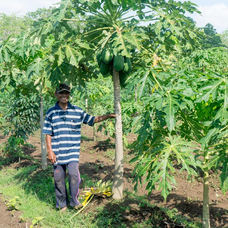 Papaya Nila