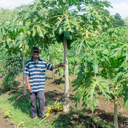 Papaya Nila