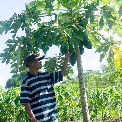 Papaya Nila