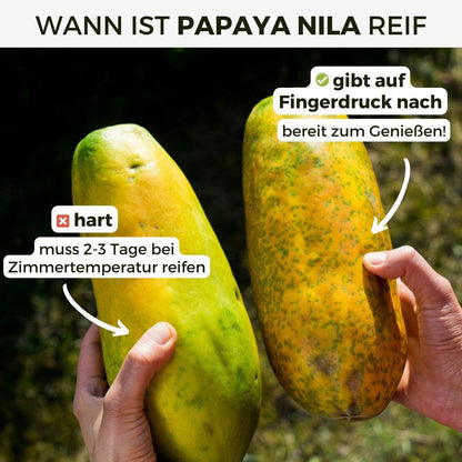 Papaya Nila