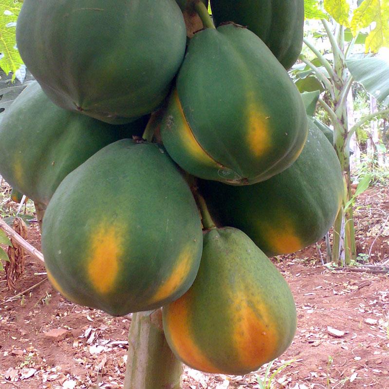 Papaya Red Lady