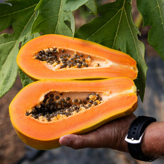 Papaya Sensation