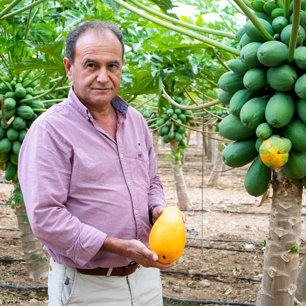 Papaya Sensation