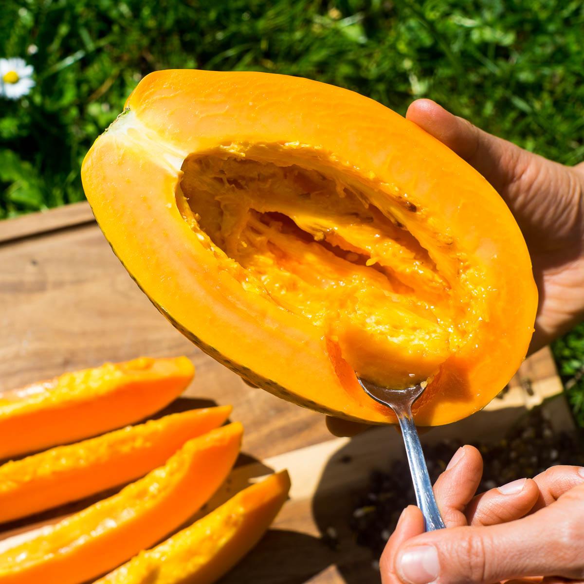 Papaya Sensation