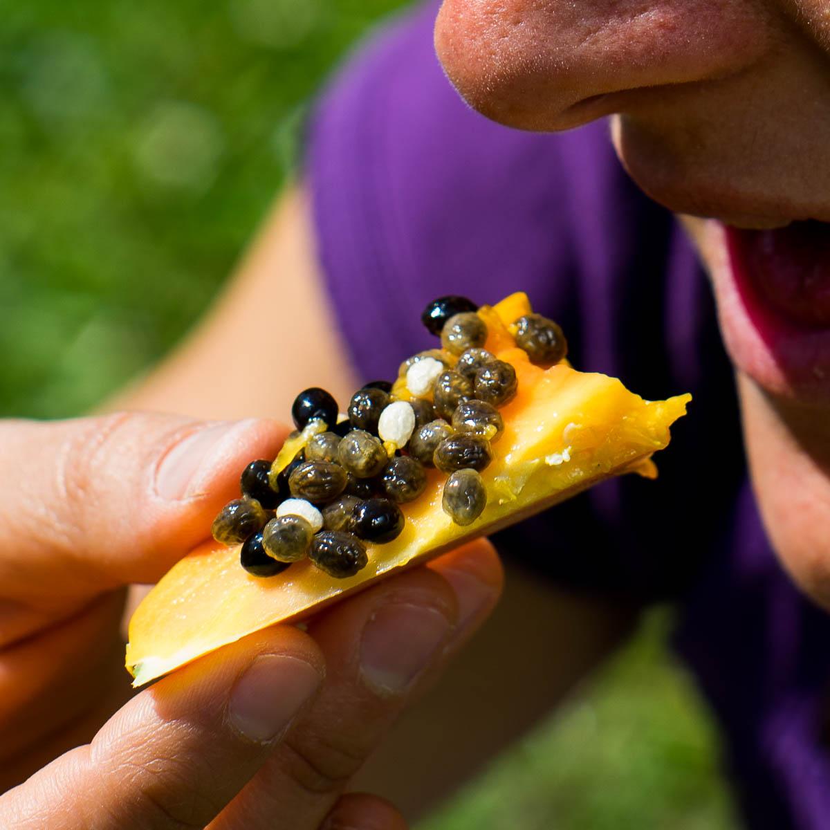 Papaya Sensation