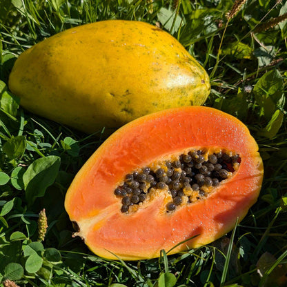 Papaya Solo