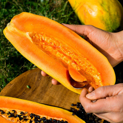 Papaya Nila