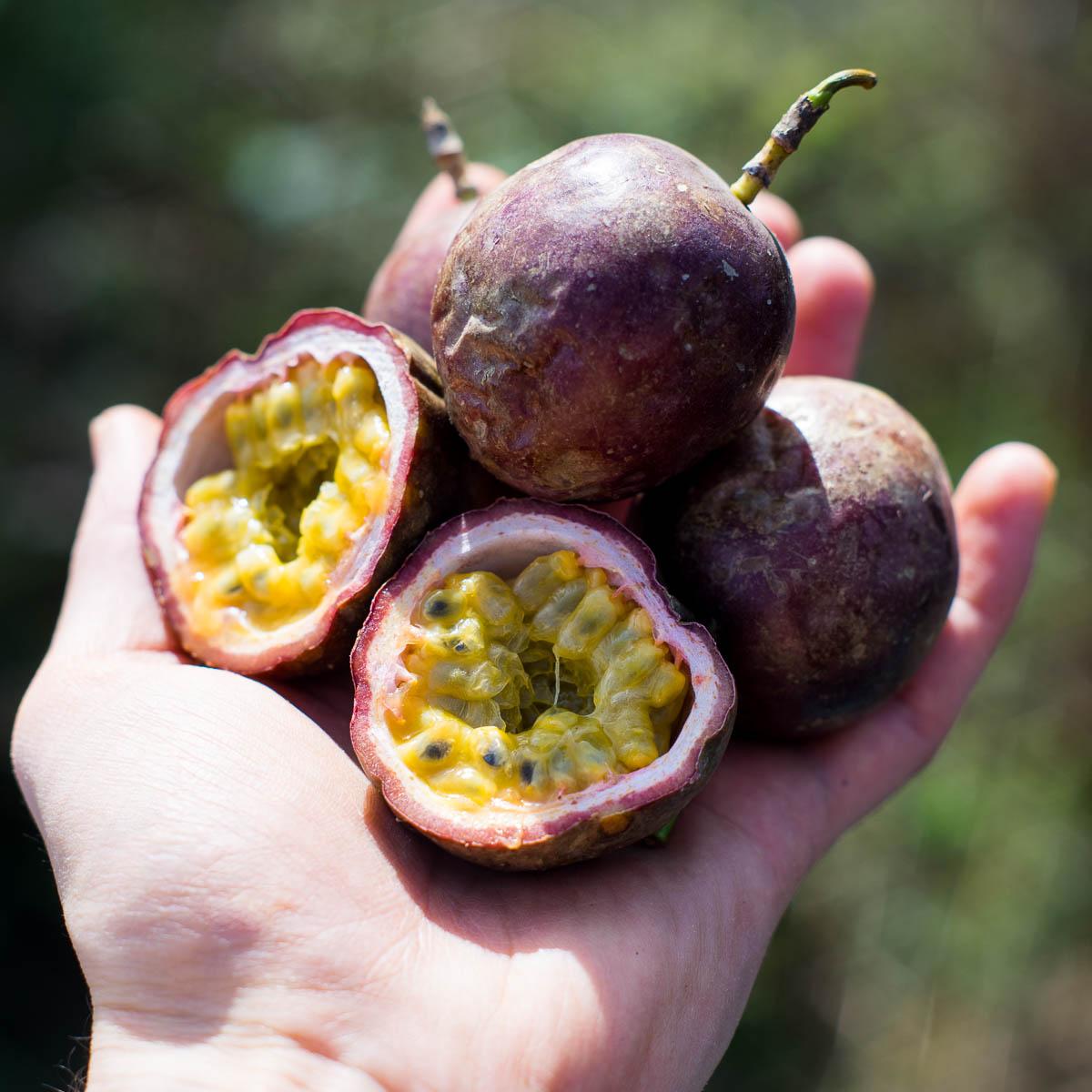Passionfruit purple