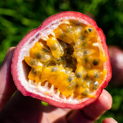 Passionsfrucht rot