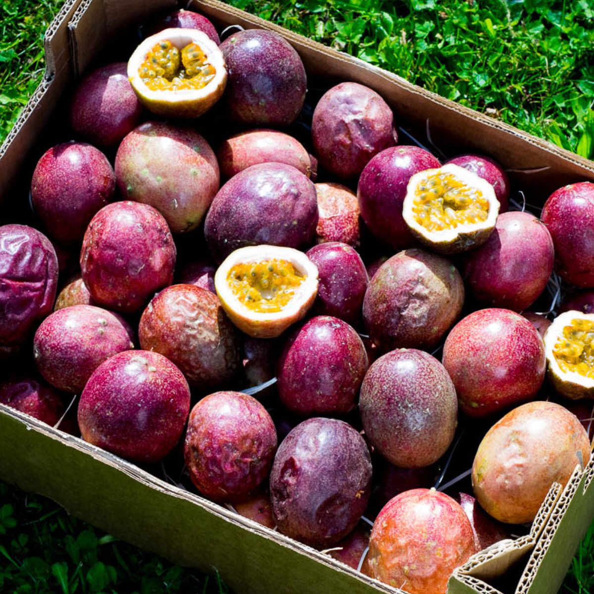 Passionsfrucht rot