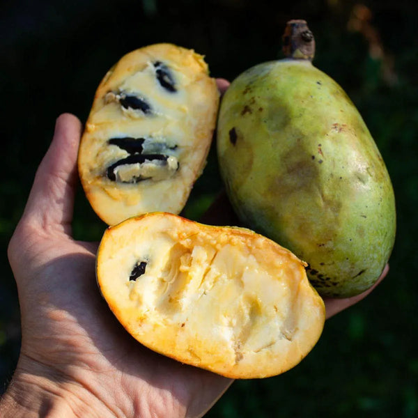 Asiminier (Pawpaw)