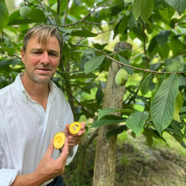 Asiminier (Pawpaw)