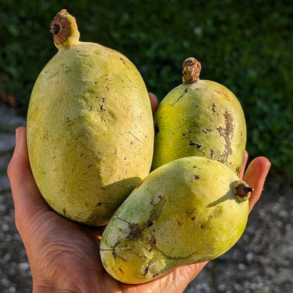 Pawpaw