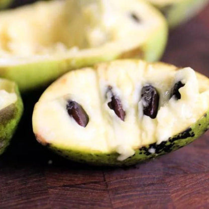 Pawpaw