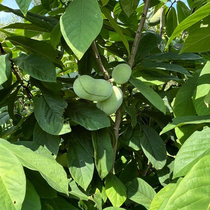 Pawpaw
