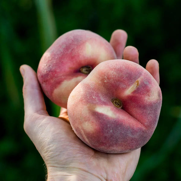 Peach Flat