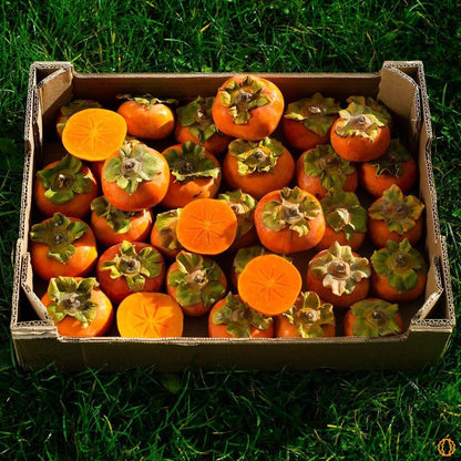 Persimmon Apple Fuyu Extra