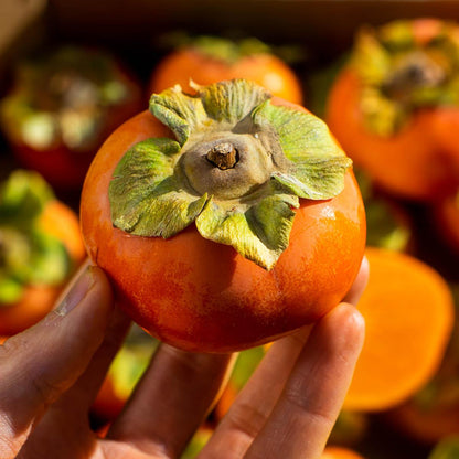 Kaki Apfel Fuyu