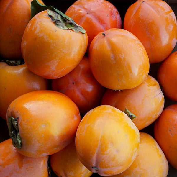Persimmon Rojo Brillante
