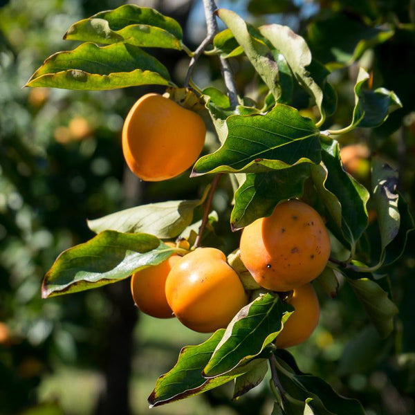 Persimmon Rojo Brillante