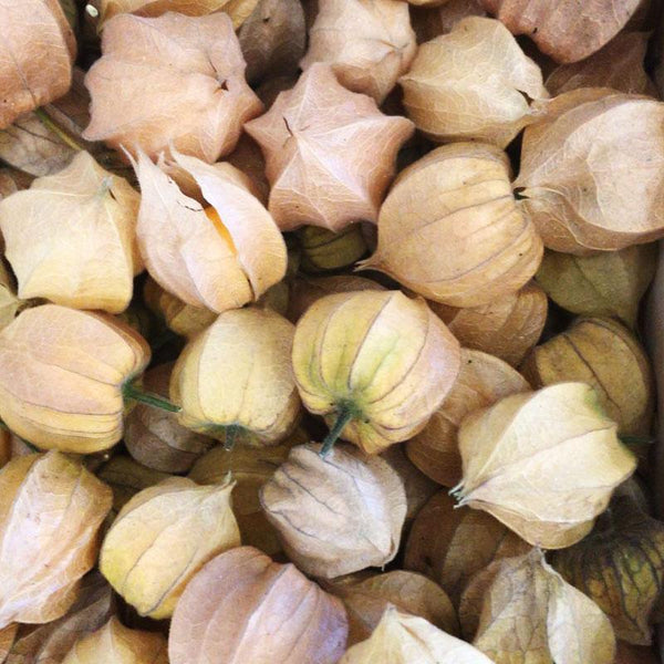 Physalis dried